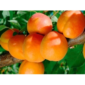 Abrikosas (Prunus) &#039;Severnyj Triumf&#039;